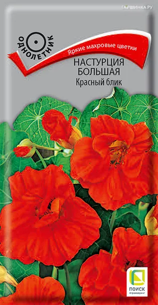 Настурция большая Красный блик 1, Поиск