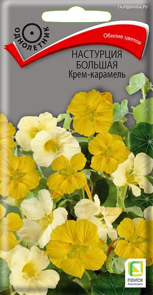 Настурция большая Крем-карамель 1, Поиск
