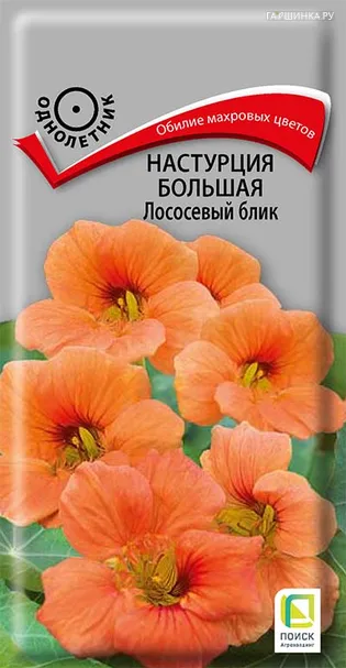 Настурция большая Лососевый блик 1, Поиск