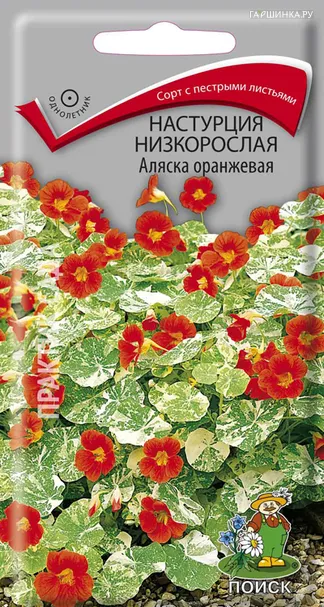 Настурция низкорослая Аляска оранжевая 1, Поиск