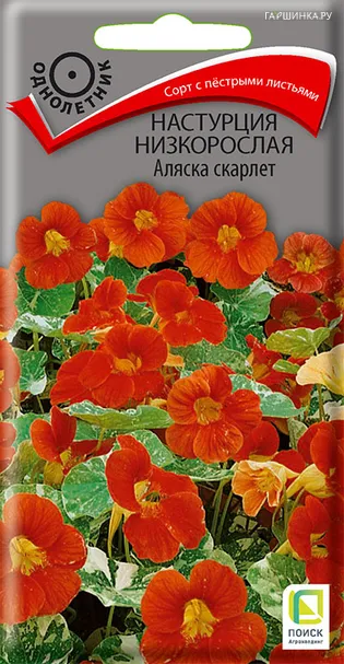 Настурция низкорослая Аляска Скарлет 1, Поиск