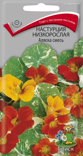 Настурция низкорослая Аляска смесь 1, Поиск
