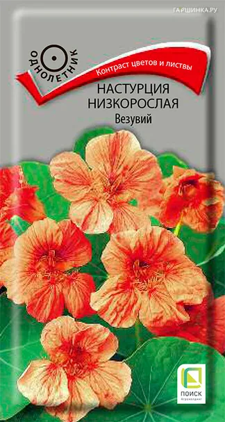 Настурция низкорослая Везувий 1, Поиск