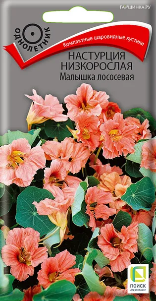 Настурция низкорослая Малышка лососевая 1, Поиск