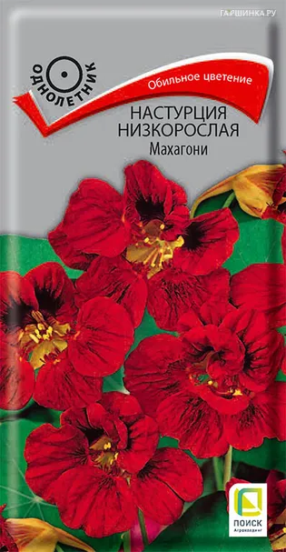 Настурция низкорослая Махагони 1, Поиск