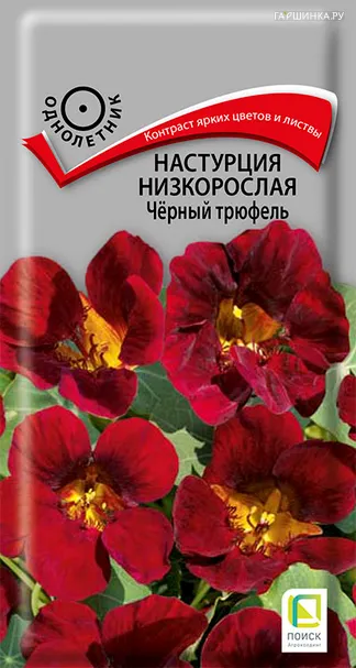 Настурция низкорослая Черный трюфель 1, Поиск