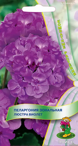Пеларгония зональная Люстра виолет 5, Поиск