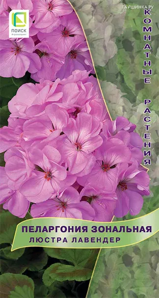 Пеларгония зональная Люстра Лавендер 5, Поиск