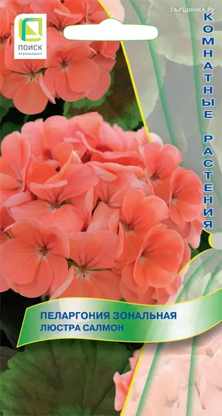 Пеларгония зональная Люстра Салмон 5, Поиск
