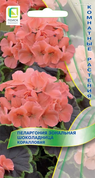 Пеларгония зональная Шоколадница Коралловая 5, Поиск