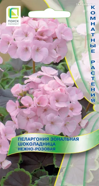 Пеларгония зональная Шоколадница Нежно-розовая 5, Поиск