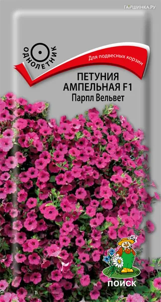 Петуния ампельная F1 Парпл Вельвет 5, Поиск