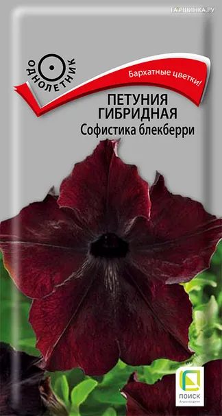 Петуния гибридная Софистика Блекберри 5, Поиск