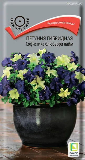 Петуния гибридная Софистика Блюберри лайм 5, Поиск
