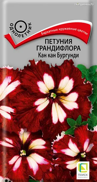 Петуния Кан Кан Бургунди грандифлора 10 шт, Семена Поиск