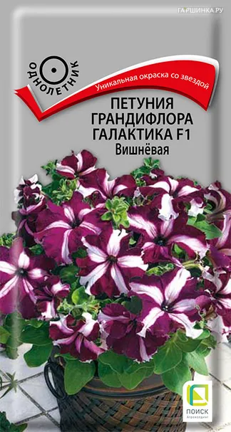 Петуния грандифлора Галактика F1 Вишневая 10, Поиск