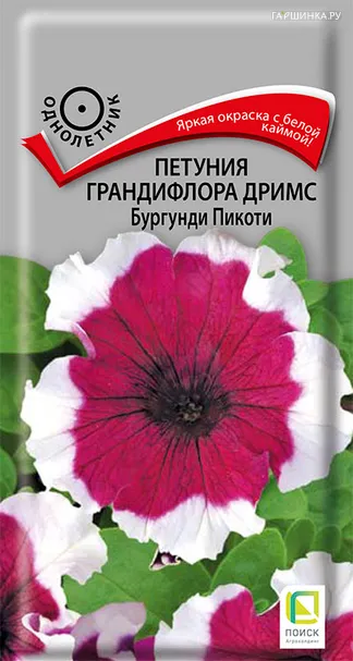 Петуния грандифлора Дримс Бургунди Пикоти 15, Поиск