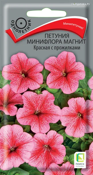 Петуния минифлора Магнит Красная с прожилками 10, Поиск