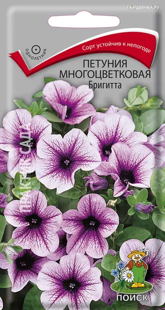 Петуния многоцветковая Бригитта F1 20, Поиск