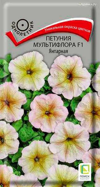 Петуния мультифлора F1 Янтарная 15, Поиск