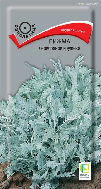 Пижма Серебряное кружево 10, Поиск