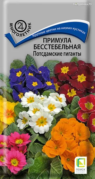 Примула бесстебельная Потсдамские гиганты 0,05, Поиск