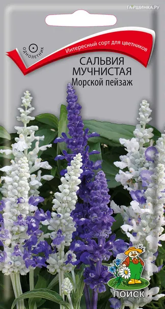 Сальвия мучнистая Морской пейзаж 10, Поиск