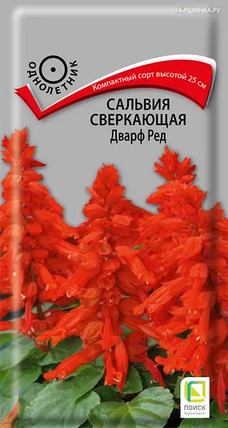 Сальвия сверкающая Дварф ред 0,1, Поиск