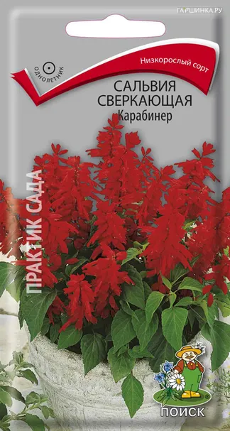 Сальвия сверкающая Карабинер 0,1, Поиск