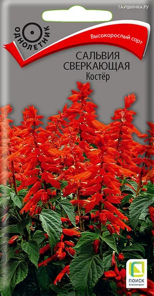 Сальвия сверкающая Костер 0,1, Поиск