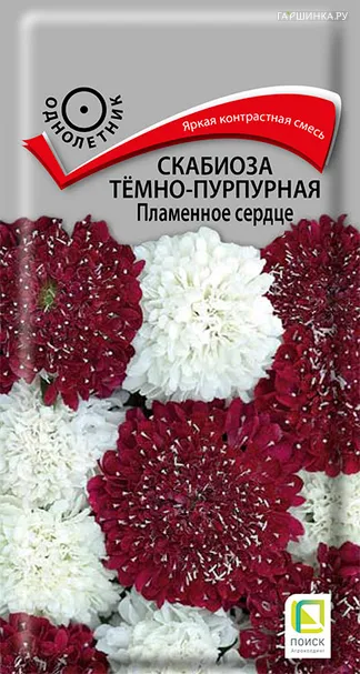 Скабиоза темно-пурпурная Пламенное сердце 10, Поиск