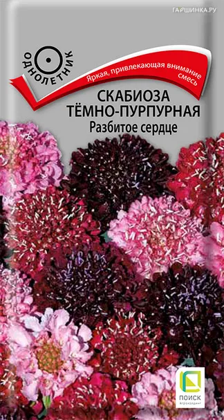Скабиоза темно-пурпурная Разбитое сердце 10, Поиск