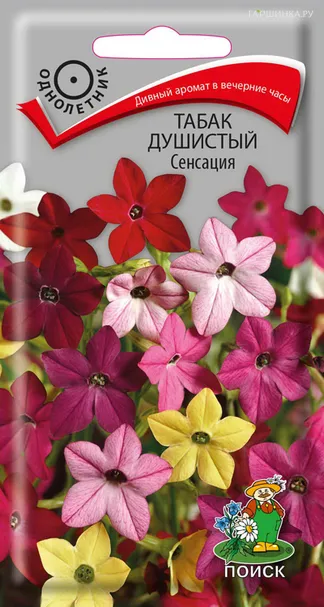 Табак Душистый Сенсация 0,25 г, Семена Поиск