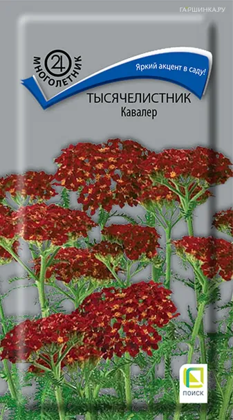Тысячелистник Кавалер 0,1, Поиск