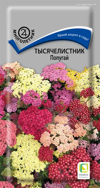 Тысячелистник Попугай 10, Поиск