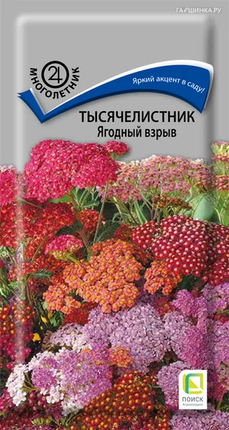 Тысячелистник Ягодный взрыв 10, Поиск