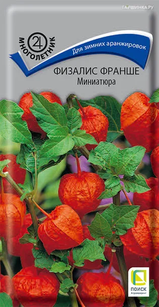 Физалис Франше Миниатюра 0,1, Поиск