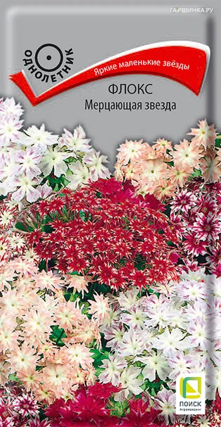 Флокс Мерцающая звезда 0,2, Поиск