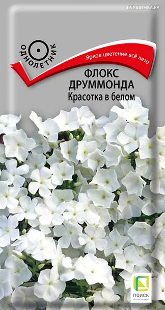 Флокс друммонда Красотка в белом 0,1, Поиск