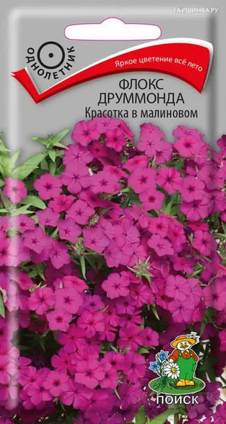 Флокс друммонда Красотка в малиновом 0,1, Поиск