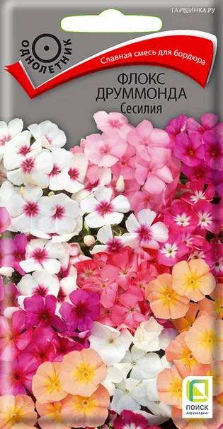 Флокс друммонда Сесилия 0,3, Поиск