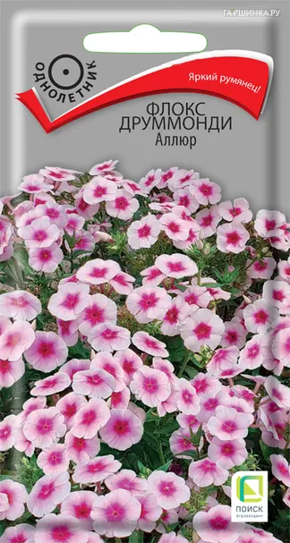 Флокс друммонди Аллюр 0,1, Поиск
