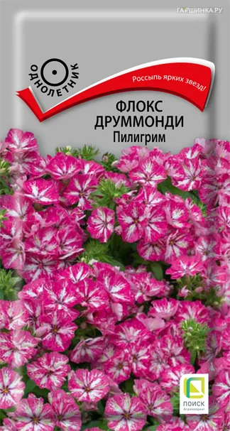 Флокс Пилигрим Друммонди 0,1 г, Семена Поиск