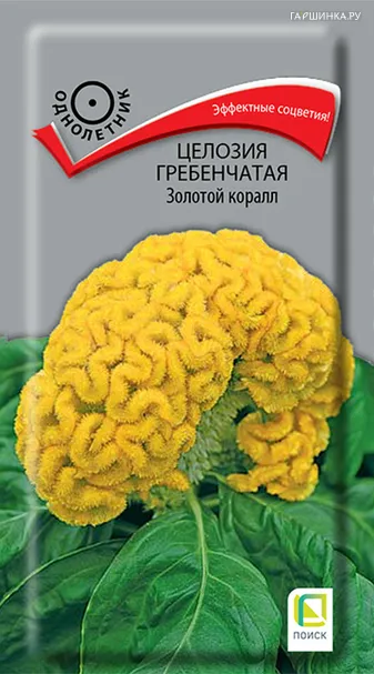 Целозия гребенчатая Золотой коралл 0,05, Поиск