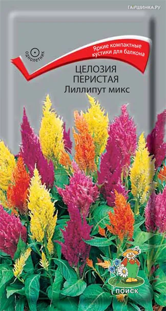 Целозия перистая Лиллипут микс 0,1, Поиск