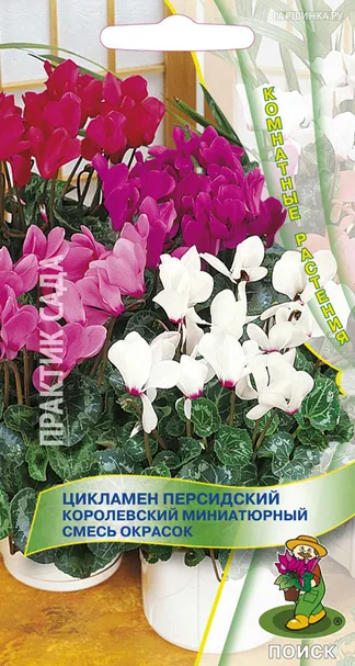 Цикламен персидский Королевский миниатюрный смесь окрасок 2, Поиск