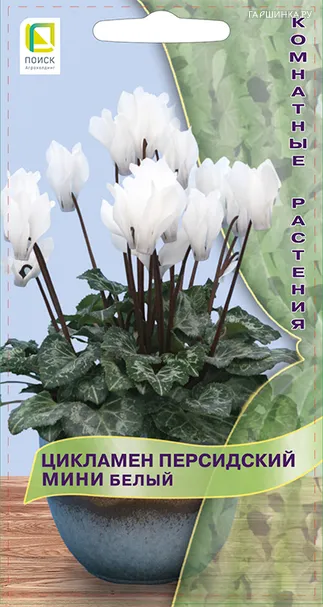 Цикламен персидский мини Белый 2, Поиск