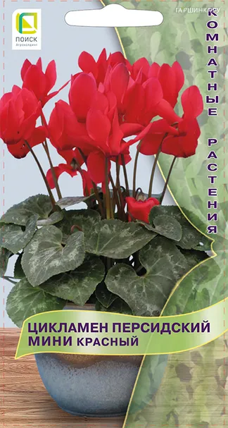 Цикламен Красный 2 персидский мини, Семена Поиск