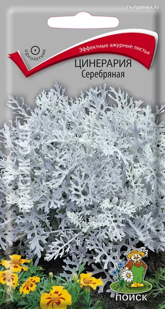 Цинерария Серебряная 0,2 г, Семена Поиск