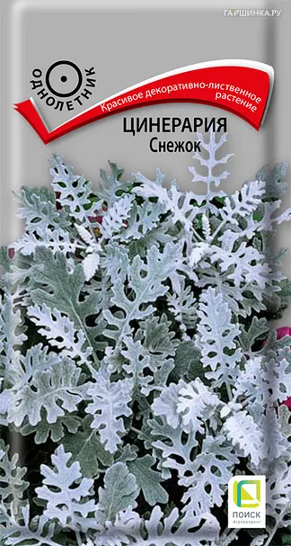 Цинерария Снежок 0,1 г, Семена Поиск